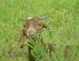 goat eating sericea lespedeza